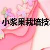 小漿果栽培技術（關于小漿果栽培技術簡介）