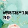 b細胞不能產生抗體的原因有哪些（b細胞不能產生抗體的原因）