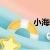 小海螺（關于小海螺簡介）