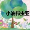 小油櫛蟲亞目（關于小油櫛蟲亞目簡介）