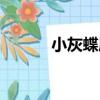 小灰蝶屬（關于小灰蝶屬簡介）