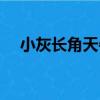 小灰長角天牛（關于小灰長角天牛簡介）