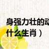 身強力壯的動物是什么生肖一一(身強力壯是什么生肖)
