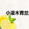 小灌木青蘭系（關于小灌木青蘭系簡介）