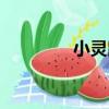 小靈鼠（關于小靈鼠簡介）