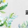藍菊根茶（藍菊根）