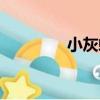 小灰蝶（關于小灰蝶簡介）