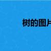 樹的圖片（關于樹的圖片的簡介）