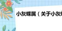 小灰蝶屬(關于小灰蝶屬簡介)