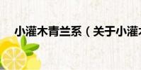 小灌木青蘭系(關于小灌木青蘭系簡介)
