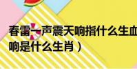 春雷一聲震天響指什么生血肖(一聲春雷震天響是什么生肖)