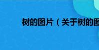 樹的圖片(關于樹的圖片的簡介)
