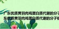 廣東優質黃羽肉雞蛋白質代謝的分子機制及其調控(關于廣東優質黃羽肉雞蛋白質代謝的分子機制及其調控介紹)