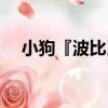 小狗『波比』（關于小狗『波比』簡介）