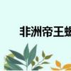 非洲帝王蝎vs巨型螳螂（非洲帝王蝎）