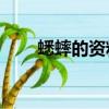 蟋蟀的資料簡介50字（蟋蟀的資料）