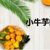 小牛芋螺（關于小牛芋螺簡介）