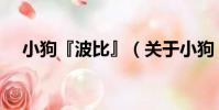 小狗『波比』(關于小狗『波比』簡介)