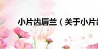 小片齒唇蘭(關于小片齒唇蘭簡介)