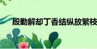 殷勤解卻丁香結縱放繁枝散誕春的意思