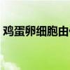 雞蛋卵細胞由什么三部分組成（雞蛋卵細胞）