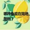 哪種魚能在陸地上生活還會爬樹（什么魚能在陸地生活還能爬樹）