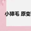 小獐毛 原變種（關于小獐毛 原變種簡介）