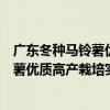 廣東冬種馬鈴薯優質高產栽培實用技術（關于廣東冬種馬鈴薯優質高產栽培實用技術介紹）
