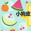 小狗皮皮（關于小狗皮皮簡介）
