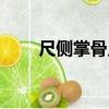 尺側掌骨點（關于尺側掌骨點簡介）