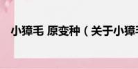 小獐毛 原變種(關于小獐毛 原變種簡介)