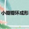 小瓣瓣環成形術（關于小瓣瓣環成形術簡介）