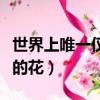 世界上唯一僅有的花中文版（世界上唯一僅有的花）