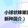 小球狀蜂巢珊瑚 新種（關于小球狀蜂巢珊瑚 新種簡介）