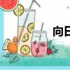 向日葵族的（向日葵族）