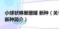 小球狀蜂巢珊瑚 新種(關于小球狀蜂巢珊瑚 新種簡介)
