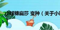 小球穗扁莎 變種(關于小球穗扁莎 變種簡介)