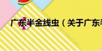 廣東半金線蟲(關于廣東半金線蟲介紹)