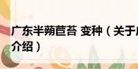 廣東半蒴苣苔 變種(關于廣東半蒴苣苔 變種介紹)