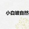 小白坡自然村（關于小白坡自然村簡介）