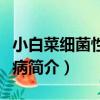 小白菜細菌性葉斑病（關于小白菜細菌性葉斑病簡介）