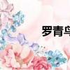 羅青鳥（關于羅青鳥的簡介）