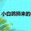 小白鴿捎來的信（關于小白鴿捎來的信簡介）