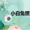 小白兔貍藻（關于小白兔貍藻簡介）