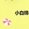 小白綿參（關于小白綿參簡介）