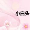 小白頭翁（關于小白頭翁簡介）