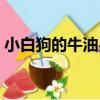 小白狗的牛油果（關于小白狗的牛油果簡介）