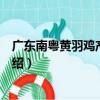 廣東南粵黃羽雞產業集群（關于廣東南粵黃羽雞產業集群介紹）
