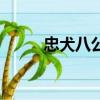 忠犬八公（關于忠犬八公的簡介）