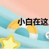 小白在這兒（關于小白在這兒簡介）